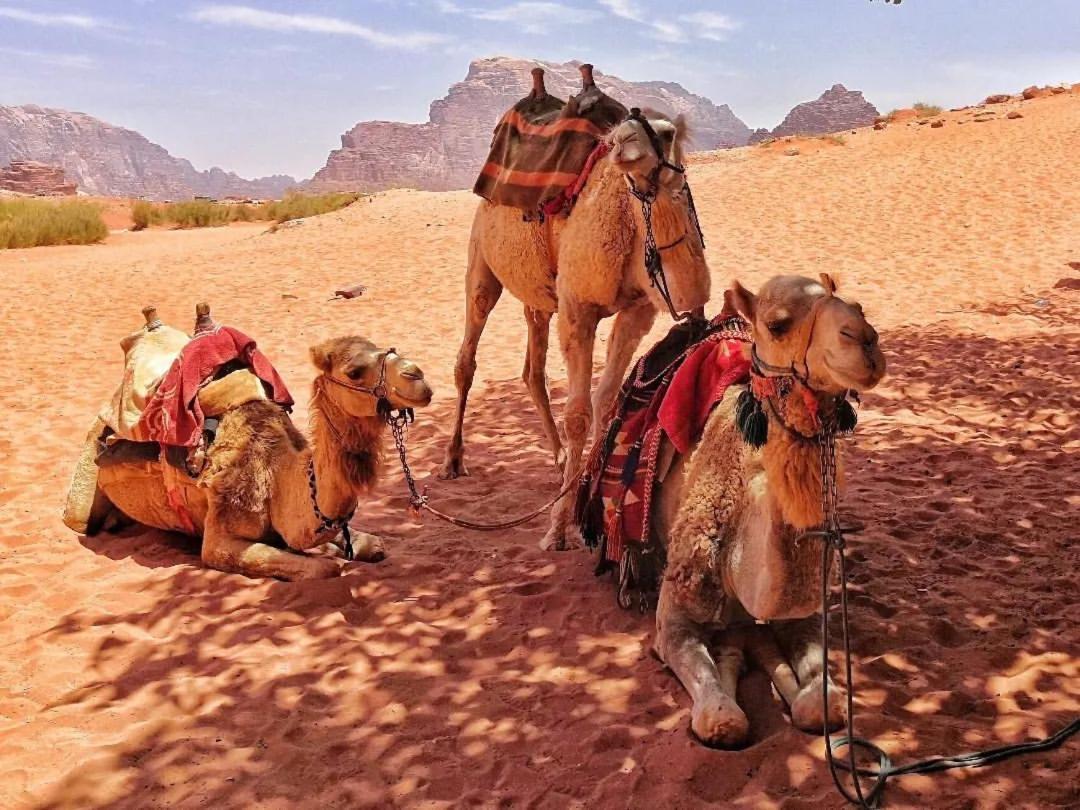 Bedouin Memories Camp Bed & Breakfast Wadi Rum Exterior photo